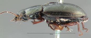 Media type: image;   Entomology 31228 Aspect: habitus lateral view